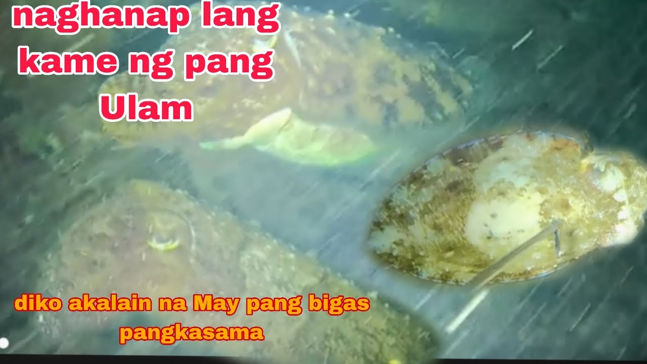 EP202 NAGHANAP LANG KAME NG PANG ULAM. DIKO AKALAIN NA MAY PANG BIGAS ...