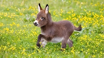 Cute Baby Animal Moments You Must See! 🤣 Funniest ANIMALS Video