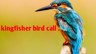 kingfisher -Birdcall- Bird song ,breeding song . screenshot 4