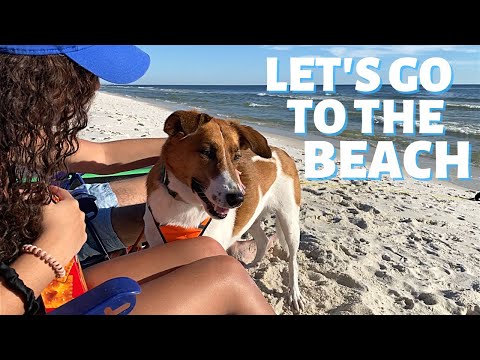 Video: Klauskite plaukuotų šunų veislių: Doggy Bag Deal Breaker?