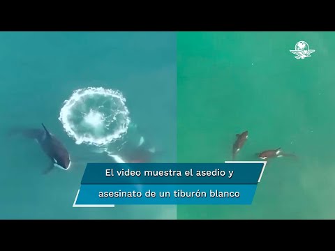 Captan a un grupo de orcas matando a un tiburón blanco