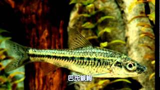 魚樂 全功能 洗潔液 ( 天然、環保、無毒、健康 )