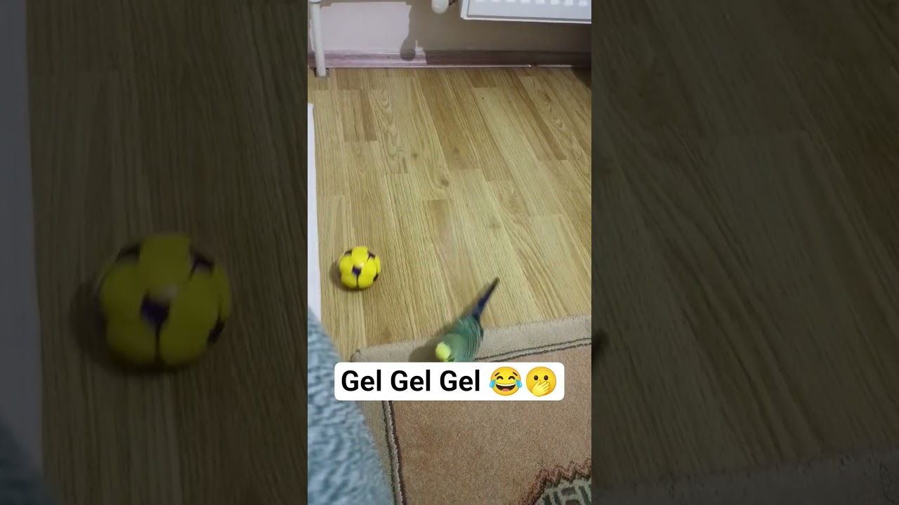 Spor + Gevezelij #muhabbetkuşu #birds #budgies #birdsong #parrot #parakeet #lovebirds #konuşankuş