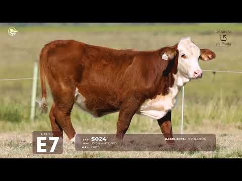Lote E7 TAT S024 F Braford