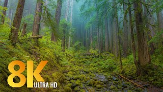 8K Olympic National Park, USA  Nature Documentary Film + Relaxing Music  Episode #2