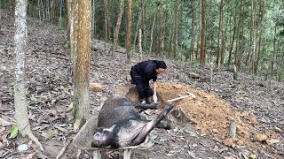 I feel sorry for the unfortunate wild boar , vang hoa, king kong amazon