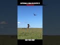 Impossible for Others — Easy for the Cat 😎🐦 #trending #animals #wildlife #cat #shorts #viral