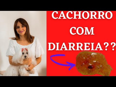 Vídeo: Os ossos podem causar diarreia em cães?