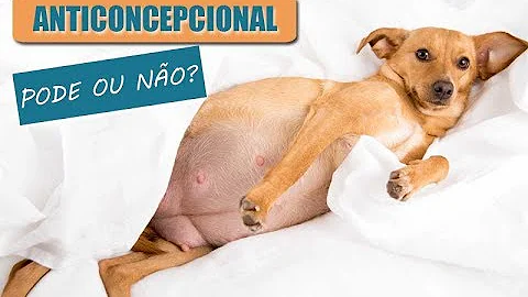 O que acontece se dar anticoncepcional humano para cachorro?