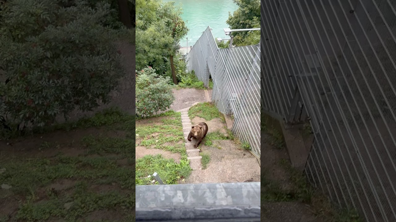 🐻 BärenPark Bern – Bears in the Heart of Switzerland’s Capital