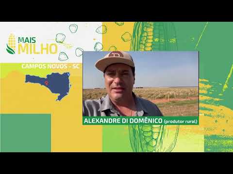 Mais Milho | Condições de plantio na Região Sul | Canal Rural