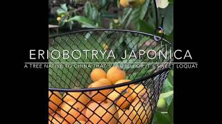 How to make LOQUAT JAM