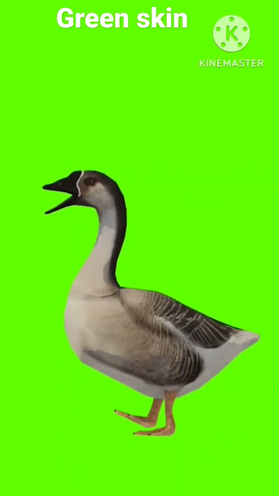 animasi bebek green skin