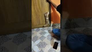 cute cat playing in house
