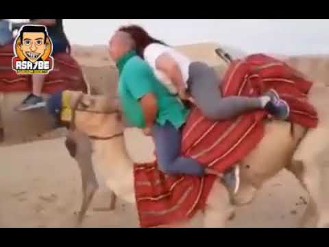 الجمل حمال اسيا