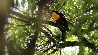 toucan family / família de tucanos