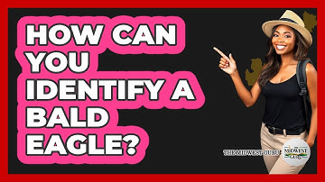 How Can You Identify A Bald Eagle?
