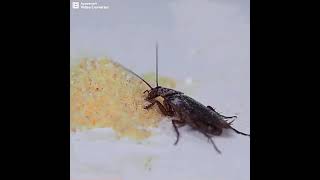 HMC- DAHAO 3 GRAM COCKROACH KILLING BAIT INSECTICIDE POWDER