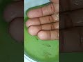 Subscribe for more #exoticaquariumfish #breeding #indoorbreeding #guppy #guppyfishfarming #like.....