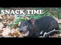 Tassie Devil Snack Time