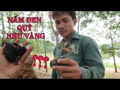 Video: Phân mối có màu đen được không?