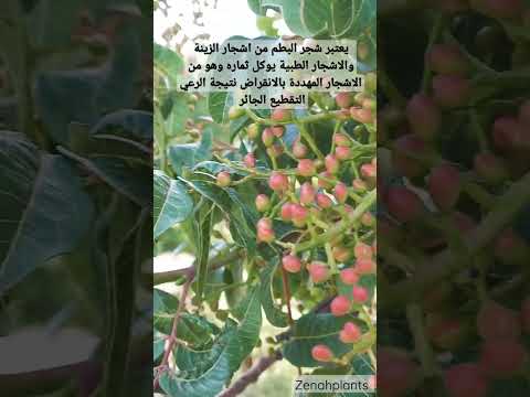 شجرة البطم  من أشجار الزينة والأشجار الطبية مهددة بالانقراض