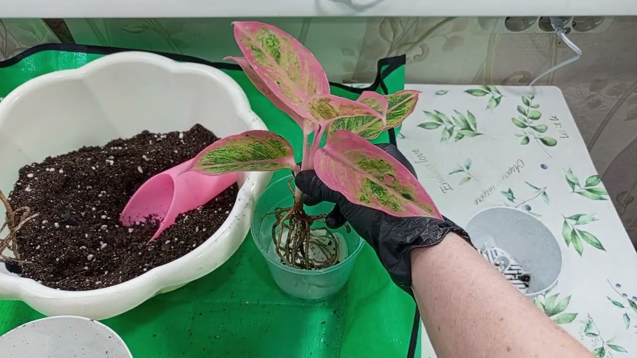 Пересадка Аглоанемы с отделением детки.