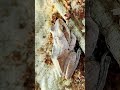 Indian tree frog #Polypedates maculatus #tree frog #frog #nature
