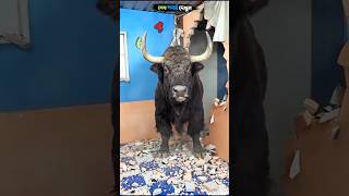 স্কুলের ভিতরে ভয়ঙ্কর গাভী#vairal #shorts #vidio #reels