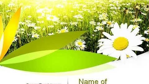 Ox-eye Daisy Camomile PowerPoint Template