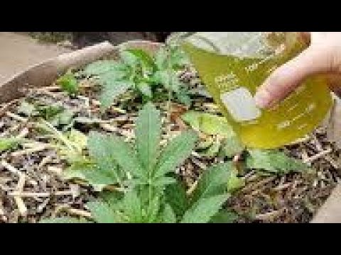 5 extra nourishing homemade liquid fertilizers for fast growth of your plants, made with weeds.