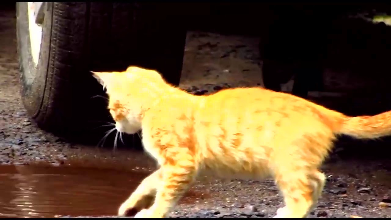 Funny kittens with mother cat play after the rain33 