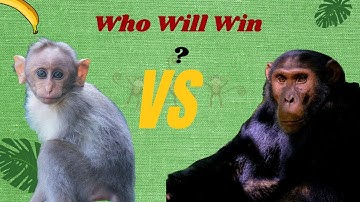Why Monkeys Are Smarter Than You Think!
