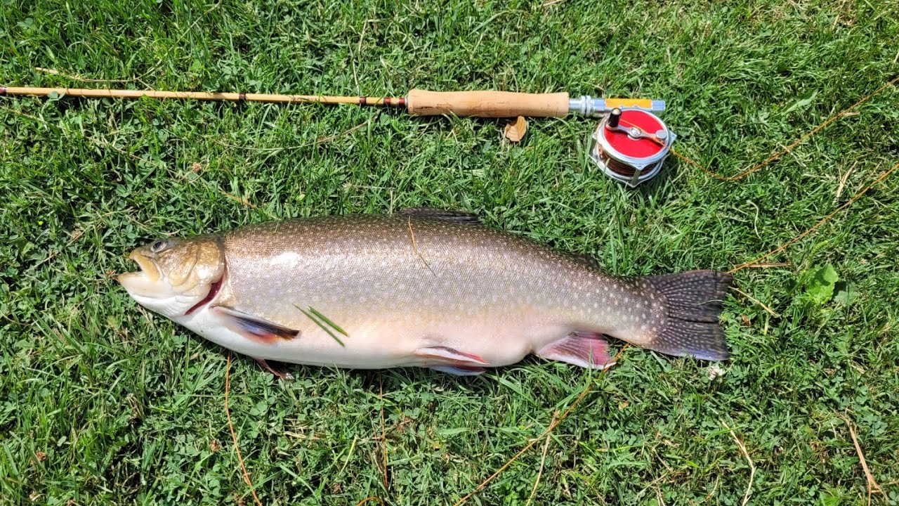 Virgin Bamboo / Split cane Fly Fishing at Rockbourne Trout Fishery A very nice 5.5lb SPARTIC Trout