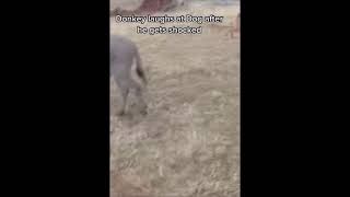 Donkey laughs after dog gets shocked