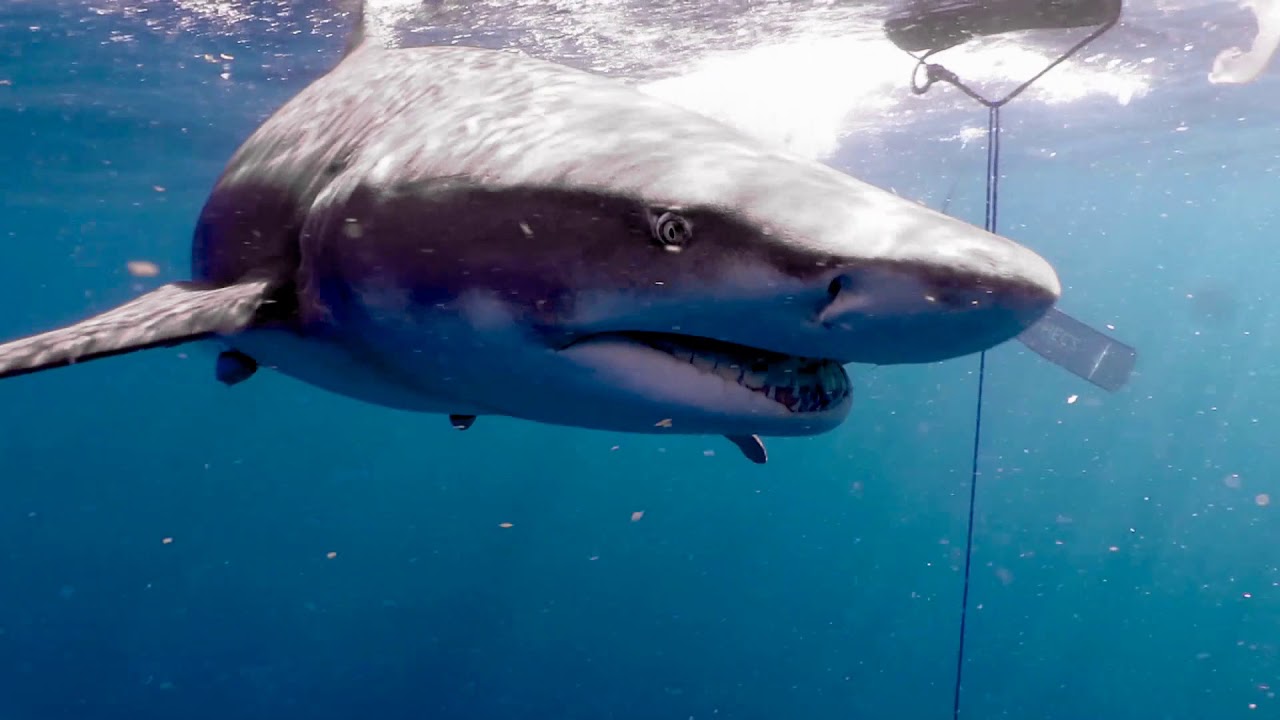Shark Dive Jupiter, Florida YouTube