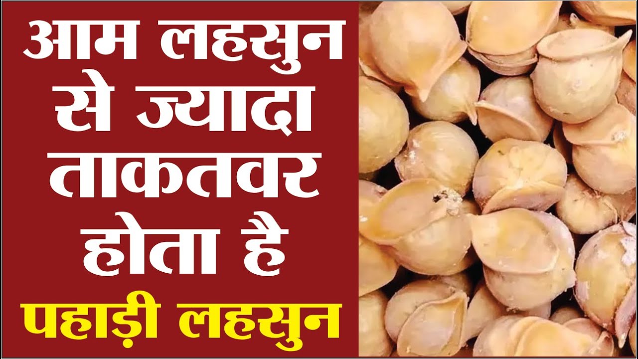 Kashmiri lahsun ke fayde Pahadi lahsun ke fayde Kashmiri garlic