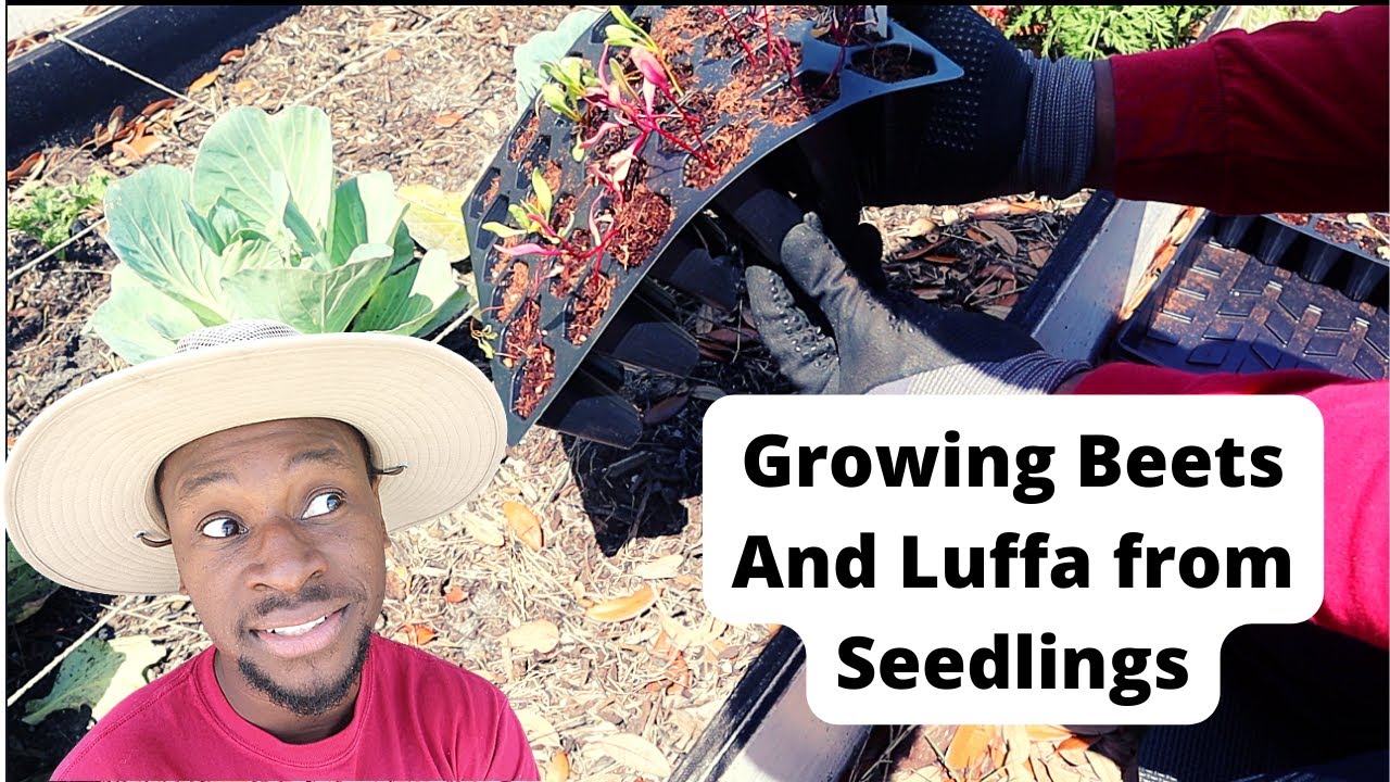 How to Plant Beet and Luffa Seedlings! Best Fertilizers Discussed for