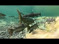 Atlantic Salmon Trust - Wild Salmon Connections, The Missing Salmon Alliance