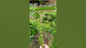 Kopi 1 5 Tahun Berbuah Lebih Dari 1Kg Masih Ragu 
