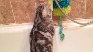 Кошка хочет мыться / a cat wants to wash