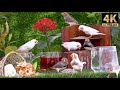 Cat tv for cats to watch  cat tv special  finches and doves food party 10 hours 4k  dog tv