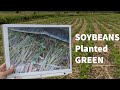 Soybeans planted green into winter rye demonstration