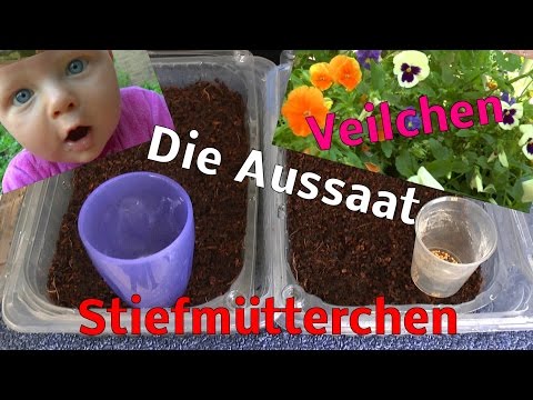 Video: Wie keime ich Stiefmütterchensamen?