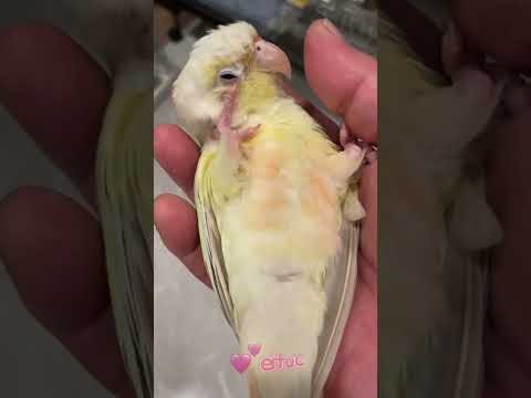 【GCP Sh104】Lovely Moon Cheek Conure “They fly to me for this💕🐥”#shorts