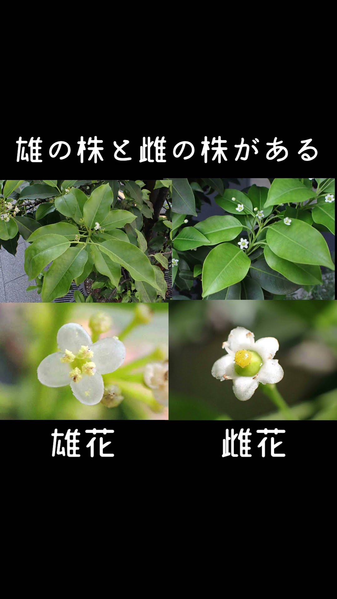 30-second plant introduction: Holly (Soyogo) - YouTube