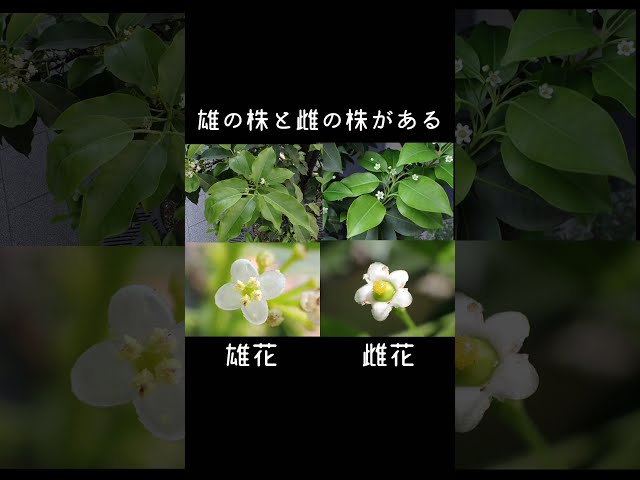 30-second plant introduction: Holly (Soyogo) - YouTube