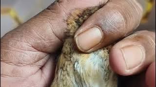 15 Accurate Characteristics of Male and Female Trotol Murai