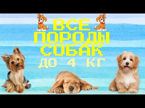 Видео: Ленивые породы собак