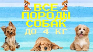 ВСЕ ПОРОДЫ МИНИАТЮРНЫХ СОБАК/ПОРОДЫ СОБАК ВЕСОМ ДО 4 КГ